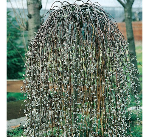 Декоративная ива козья (Salix caprea "Iva”) на штамбе С5